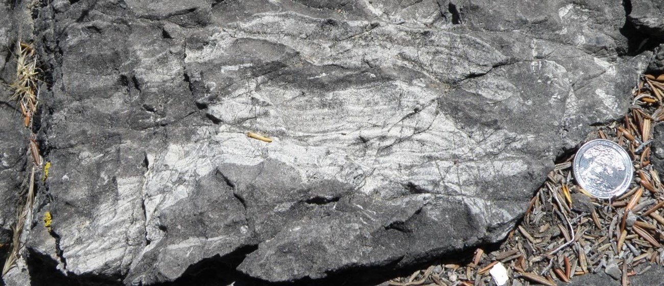 Photo of a fossil in a rock