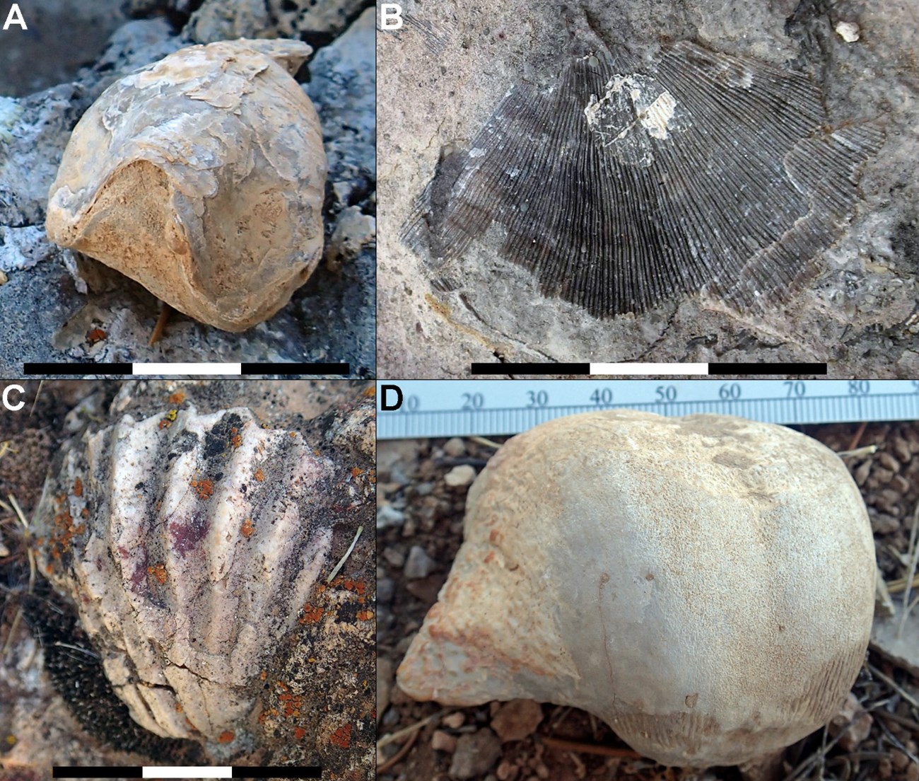 four photos of fossil sea shells