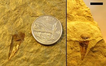 Two photos of small fossils