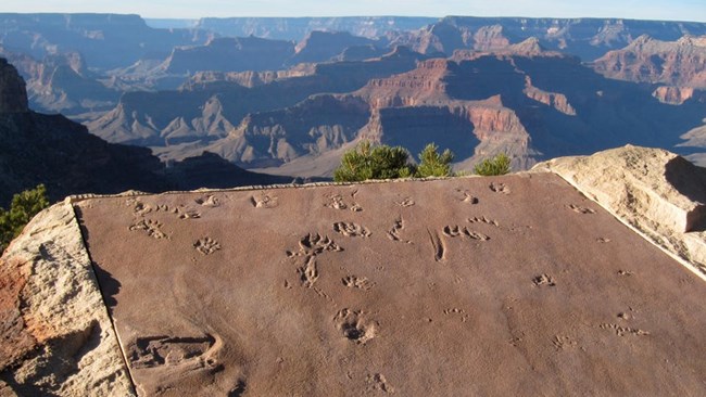 Photo of a fossil trackway display on the rim of Grand Canyon.