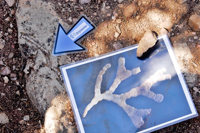 Fossils in Kaibab Limestone