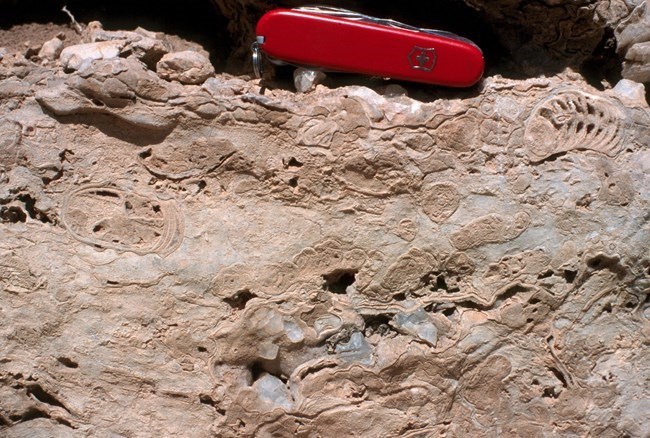 Photo of fossil reef organisms.