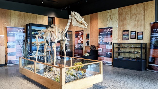 Photo of the inside of a visitor center with the skeleton of a prehistoric horse.