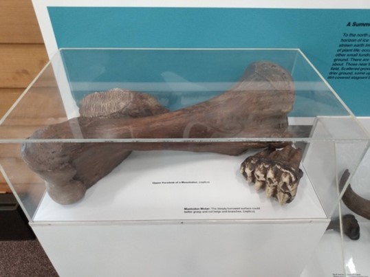 Photo of a mastodon bone and tooth in a display case.