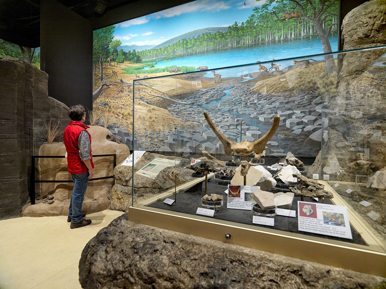 Photo of the inside of a visitor with fossil displays.