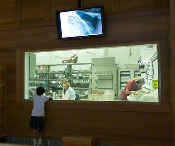 Photo of a child looking into a fossil laboratory.