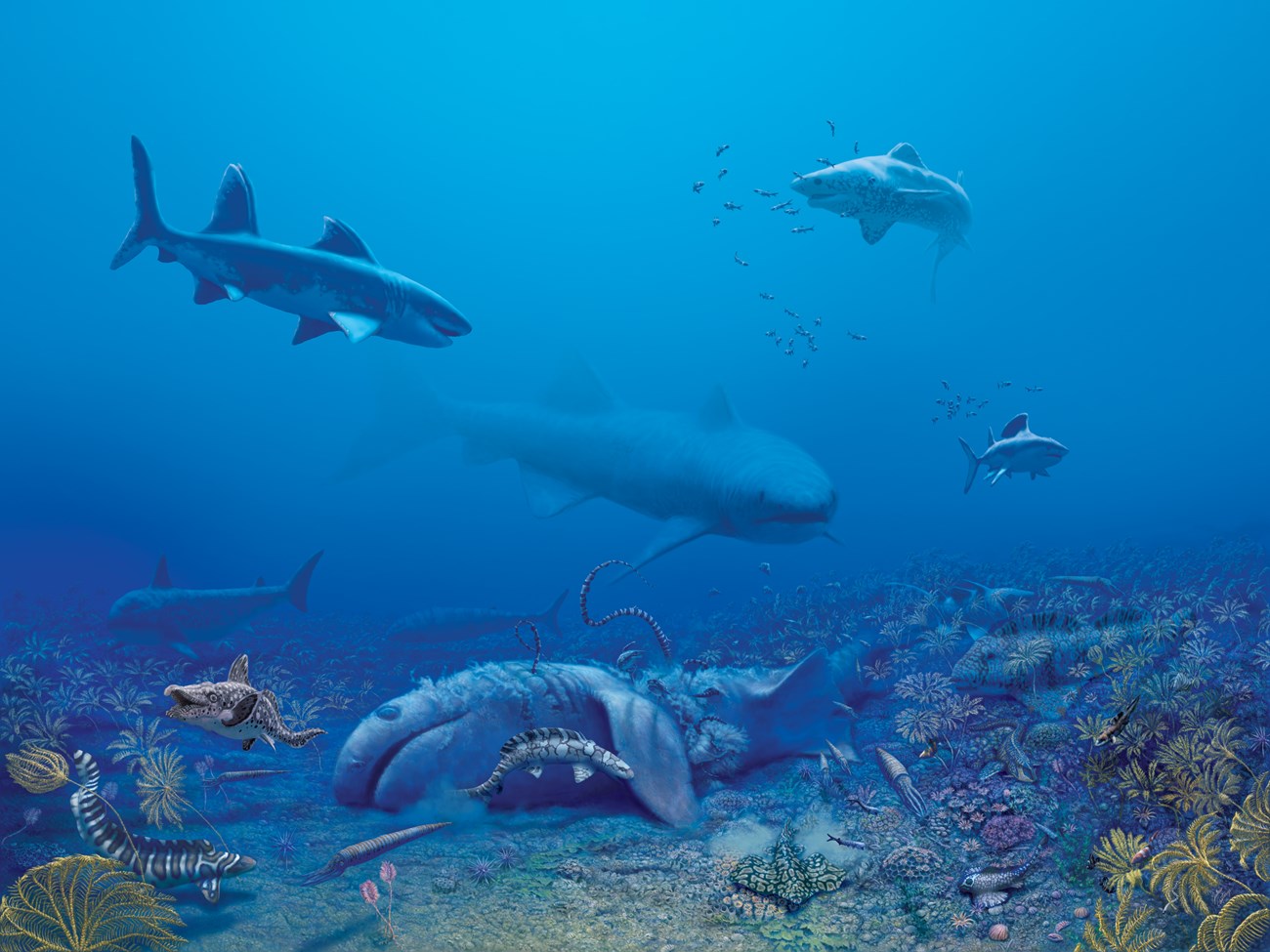 shark mural underwater view