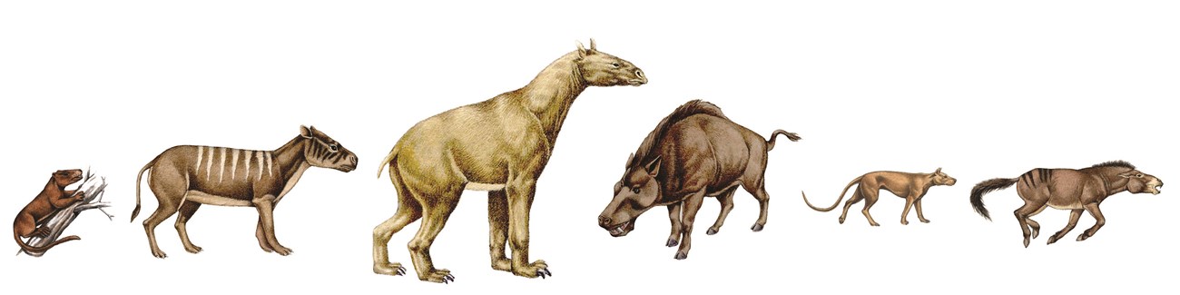 Drawings of six different prehistoric mammals