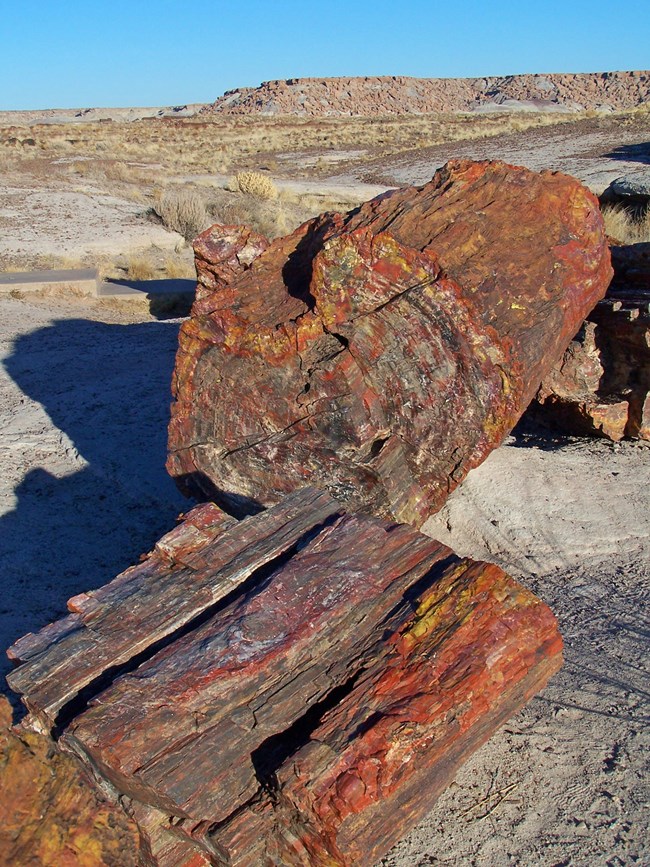 Photo of petrified wood logs in a desert landscape