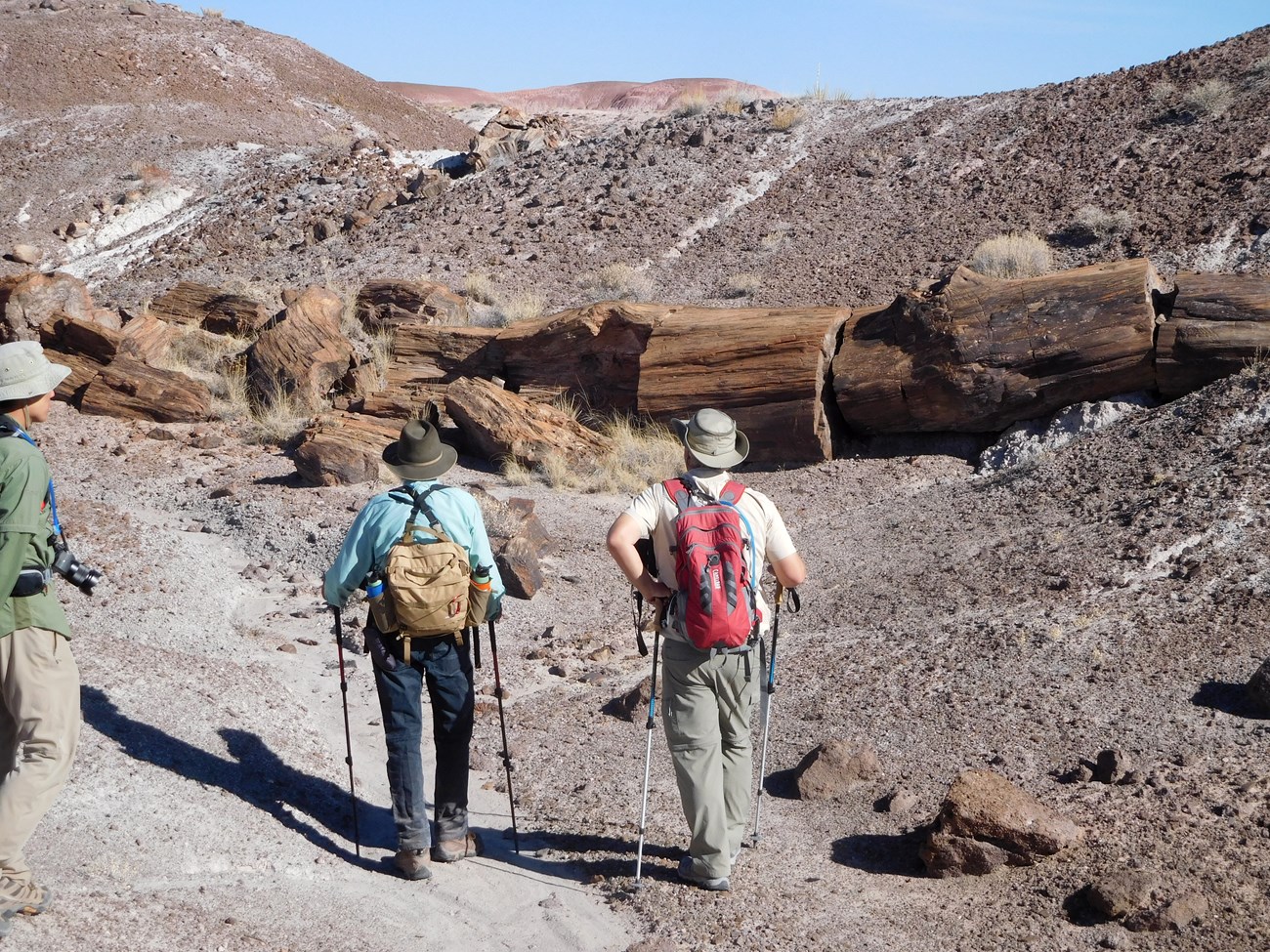 Photo of people walking toward fossil logs on the ground outdoors.