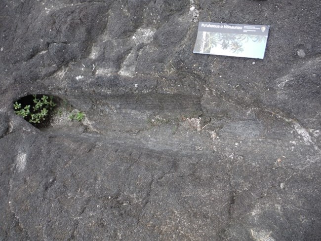 Photo of lava rock with a fossil tree mold.