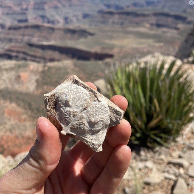 Photo of a hand holding a fossil with an out of focus background of desert scenery.