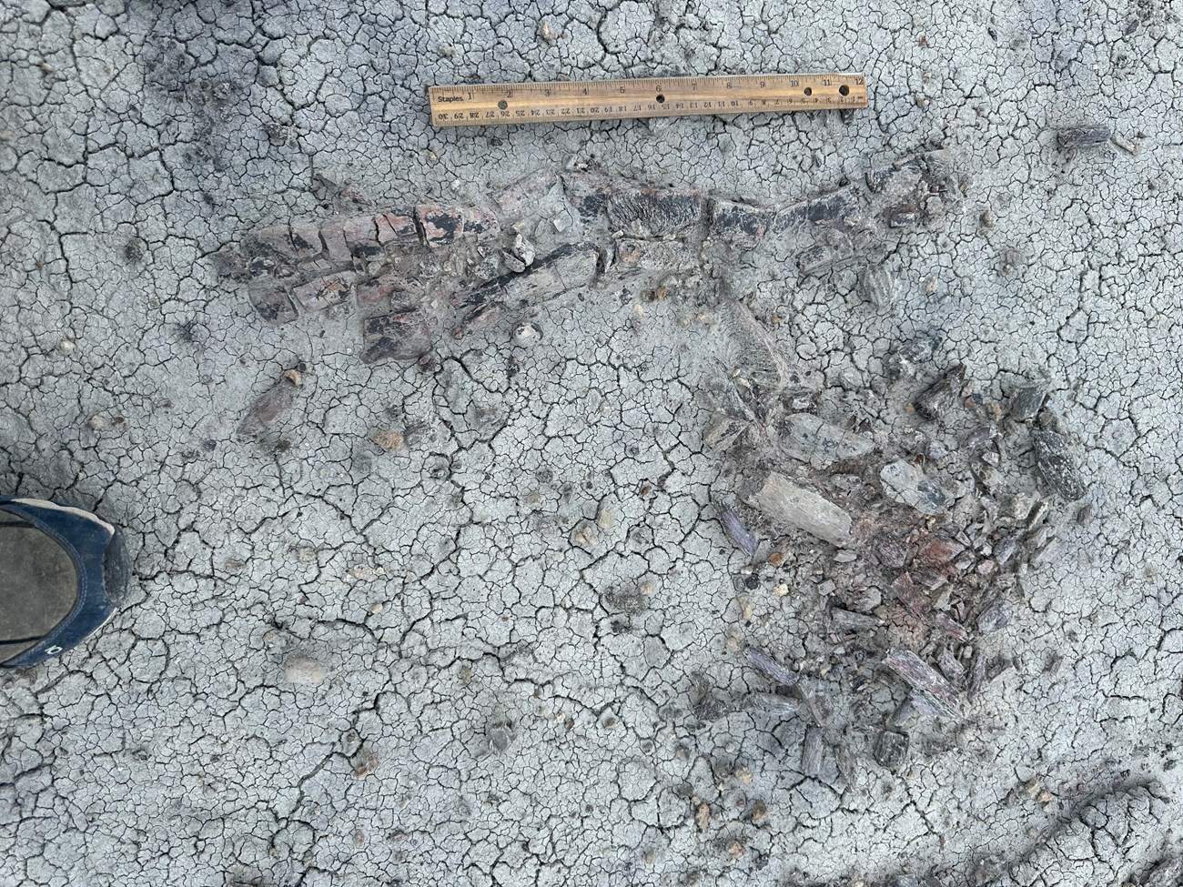 Photo of a fossil reptile skull