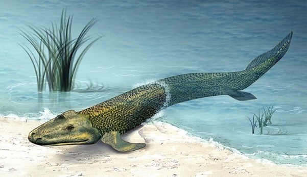 Drawing of a prehistoric "walking" fish at the edge of a body of water