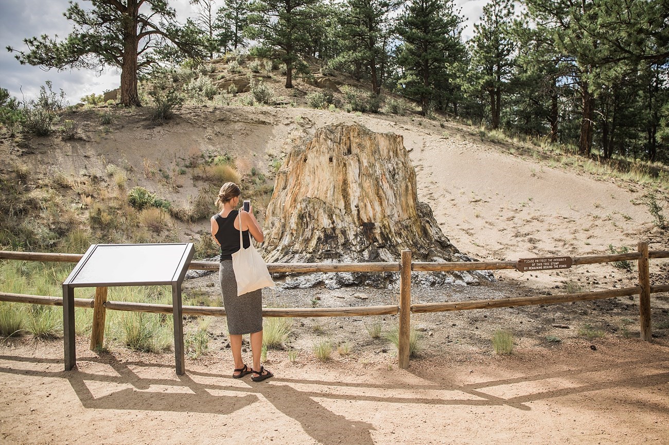 Photo of a person standing near a large fossil redwood stump.