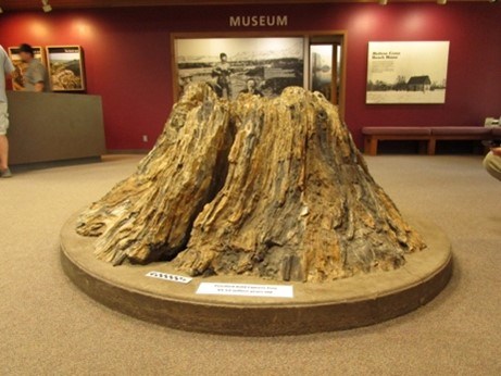 Photo of a fossil stump display.