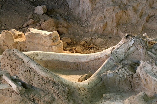 Photo of mammoth fossils exposed in a quarry