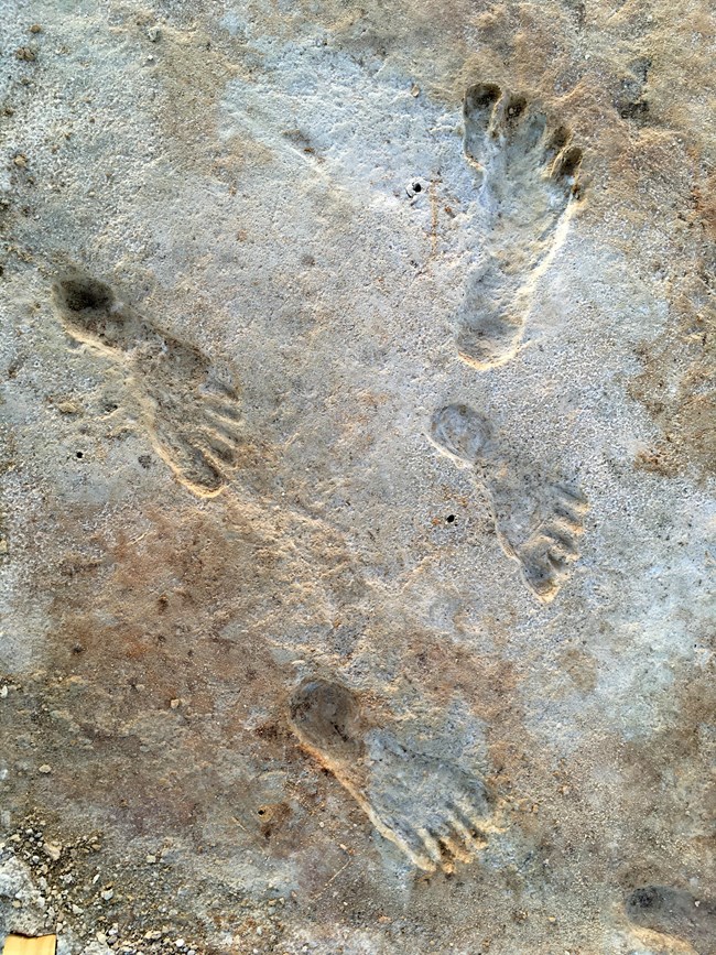 fossilized human footprints embedded in the gypsum sediment.