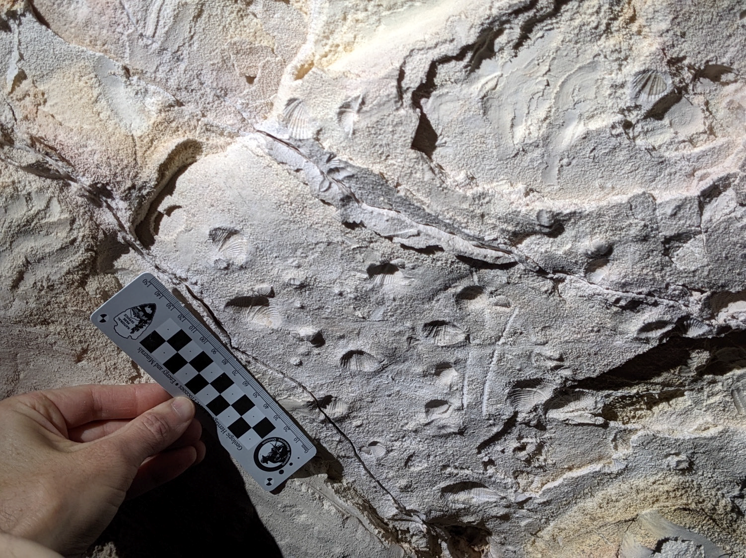 Photo of fossils in a rock slab.