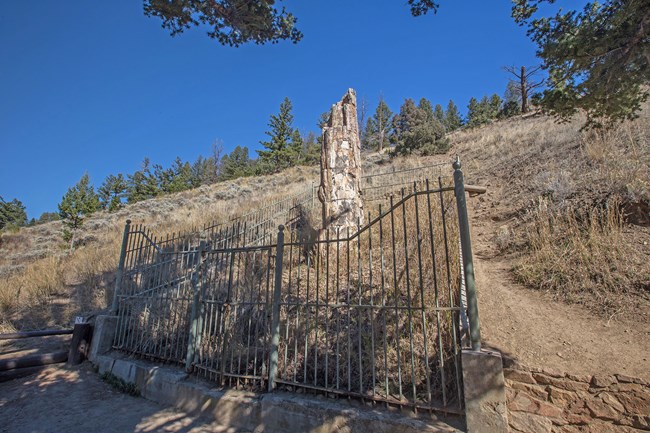 Photo of standing fossil tree trunk.