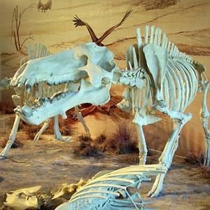 fossil skeleton in visitor center display