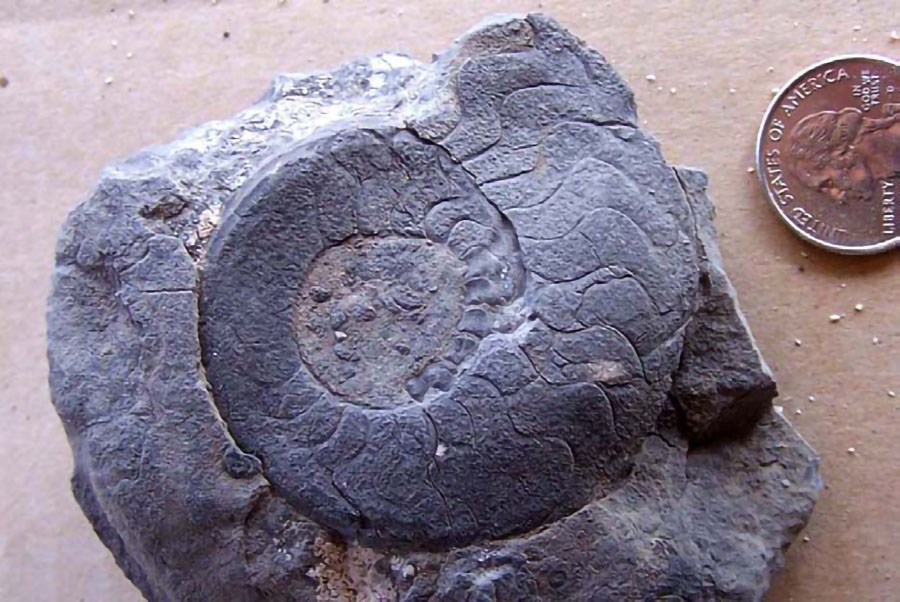 Photo of a spiral fossil shell.