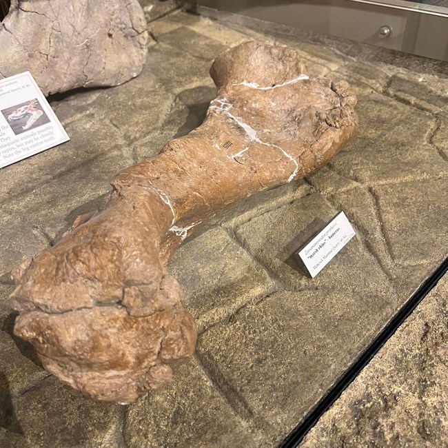 Photo of a large fossil bone