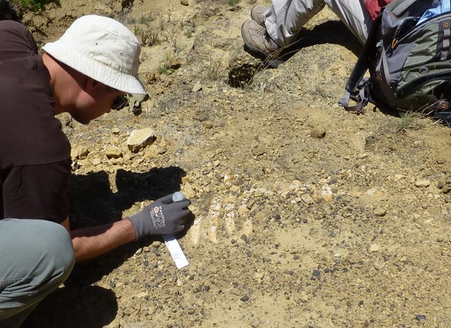 photo of a person working on partially buried fossil bones.