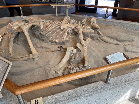 Photo of a display of a pygmy mammoth.