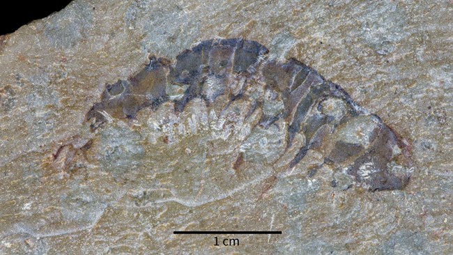 Photo of a fossil on a rock slab