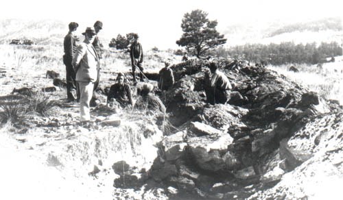 cycad fossil excavation
