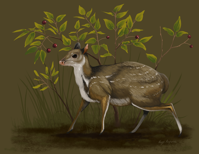 Drawing of a small prehistoric deer-like animal