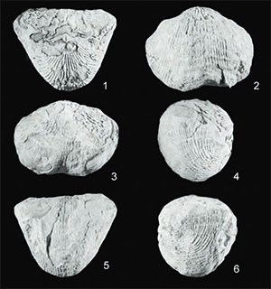 six fossil brachiopods
