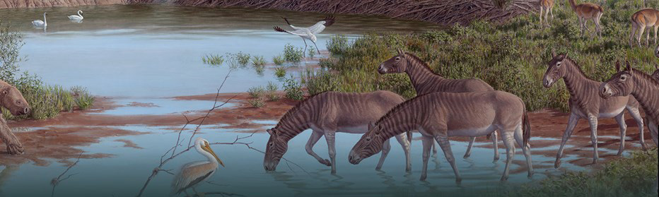 Painting of a prehistoric scene with zebra-like animals walking in a pond