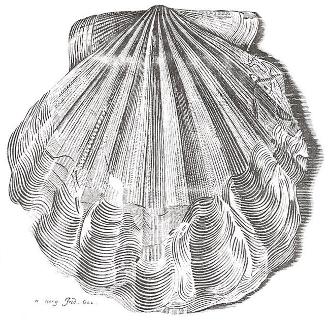 illustration of fossil shell