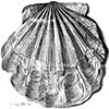 drawing of shell