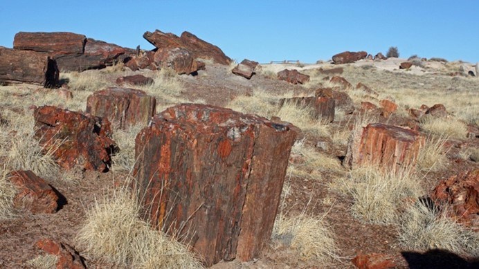 Photo of fossil logs on a grassy hillslope