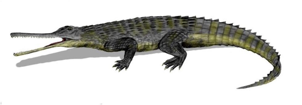 Illustration of a prehistoric reptile that look somewhat like an alligator