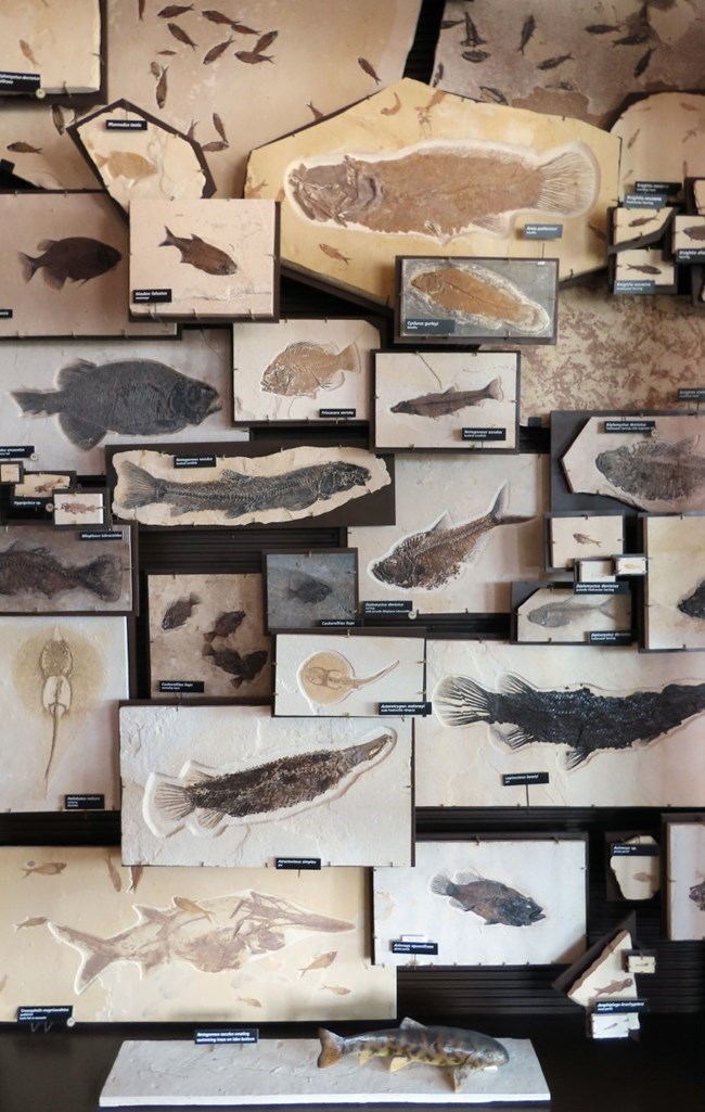 Photo of a display of dozens of fossil fish