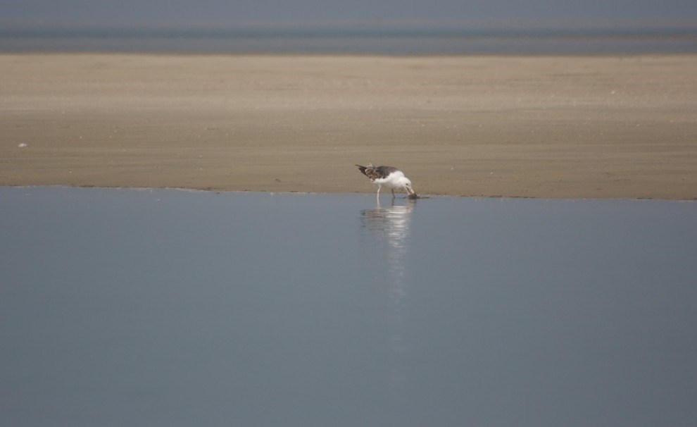seagull at the edge of water on sandy beach