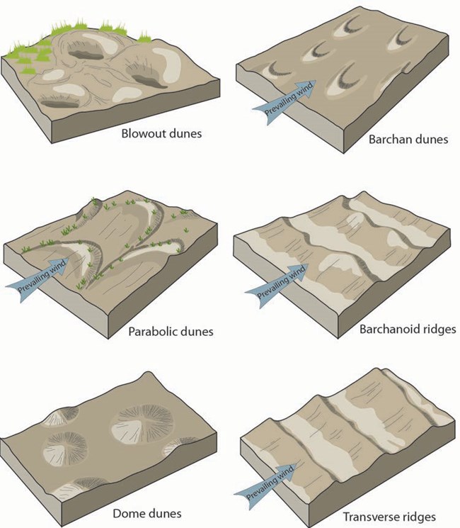 illustration of dune forms; blowout dunes, barchan dunes, parabolic duene, barchanoid duned, dome dunes, transverse ridges