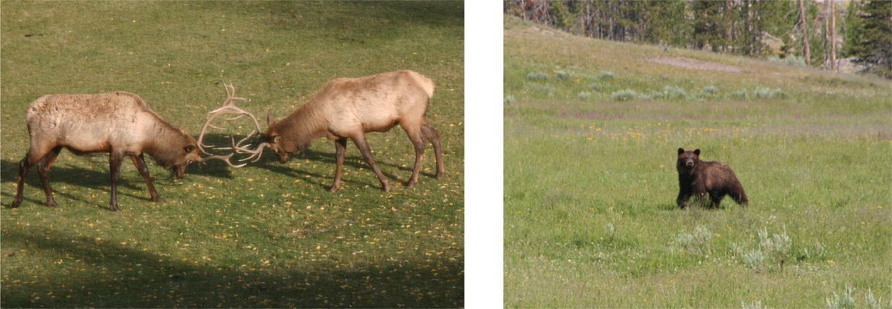 photos of an elk and a bear