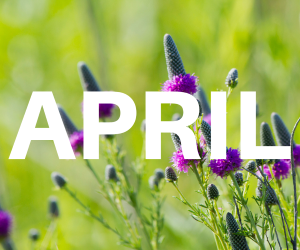 the word April written over image of flowers