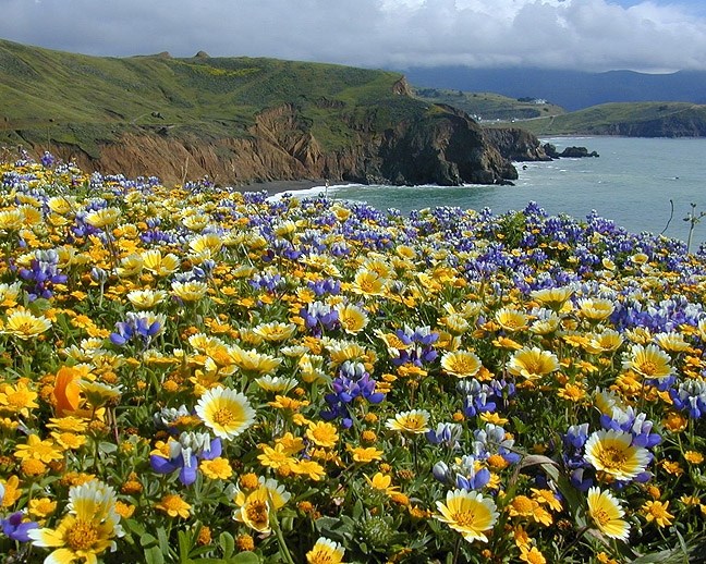 View looking over field of flowers with ocean in the background