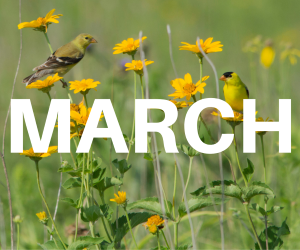 word March over background of finches on flowers
