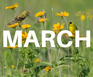 the word march written across an image of flowers