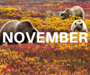 word November over background of fall foliage and bears
