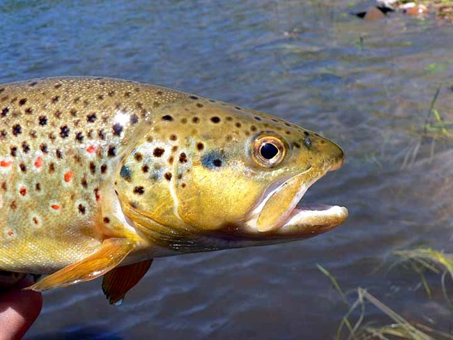 New Fish Ladder Opens Doors on the Poudre River (U.S. National Park ...