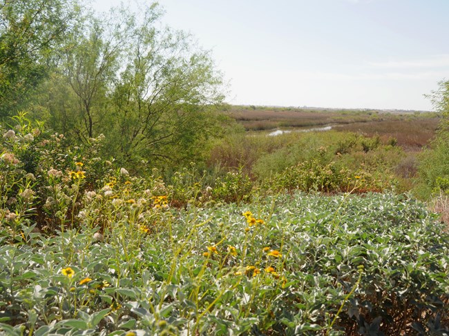 Marshland along a river with mountains in the distance