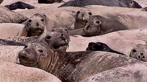 Smiling Seals